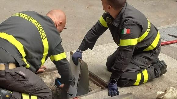 Cernusco, salvati da morte sicura quattro gattini incastrati in una canalina all’Uboldo Cernusco, salvati da morte sicura quattro gattini incastrati in una canalina all’Uboldo