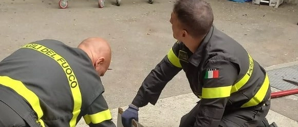 Cernusco, salvati da morte sicura quattro gattini incastrati in una canalina all’Uboldo