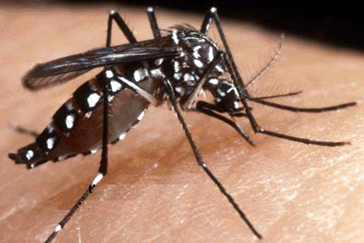 Un esemplare di zanzara tigre responsabile della Chikungunya