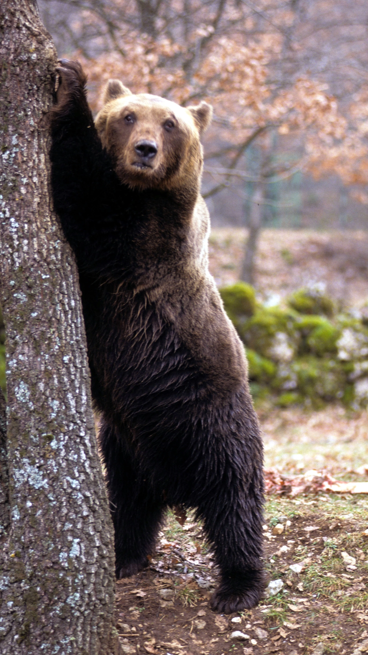 Orso bruno, foto generica (Ansa)