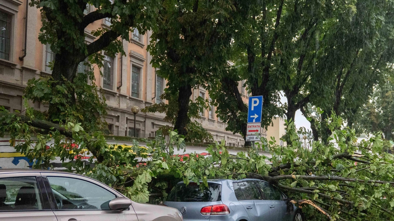 Alberi caduti sulle auto durante le forti piogge di domenica