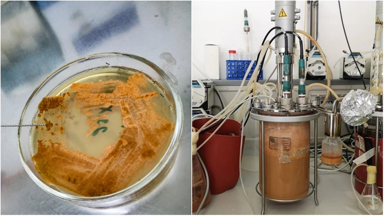Da sinistra: microorganismo produttore dell'antibiotico Kineomicina; coltivazione microbica in fermentatore Da sinistra: microorganismo produttore dell'antibiotico Kineomicina; coltivazione microbica in fermentatore