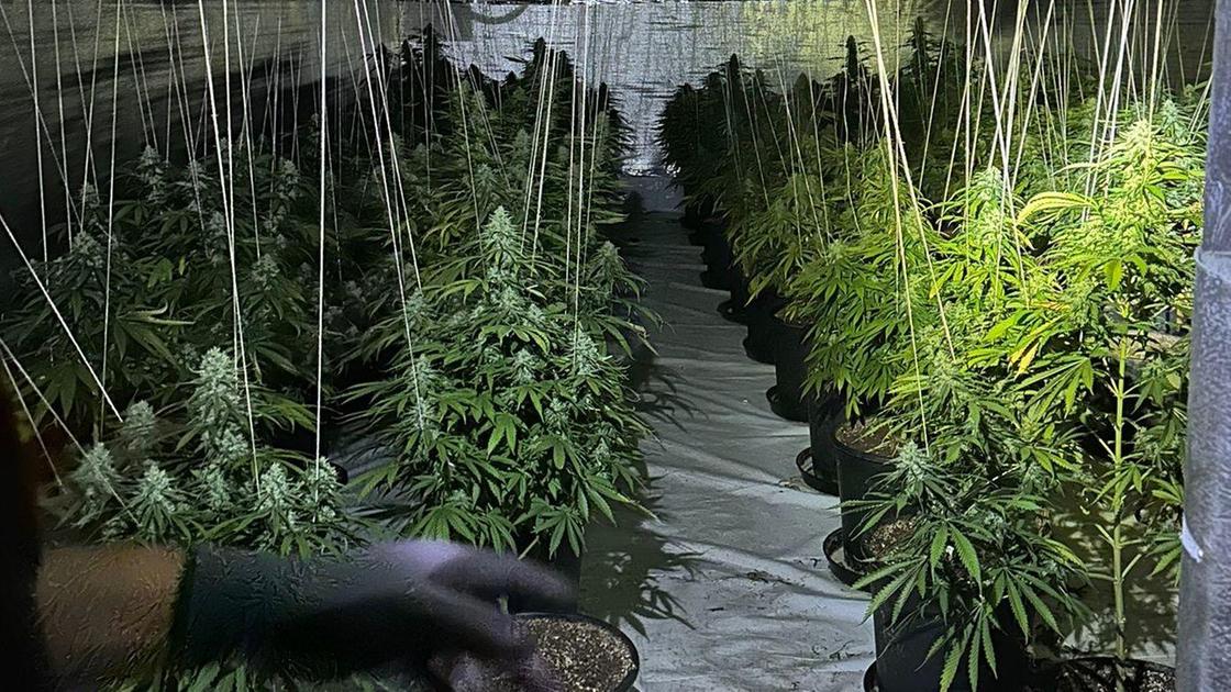 In un capannone anonimo. Irruzione tra la marijuana “Pollici verdi” nel cunicolo In un capannone anonimo. Irruzione tra la marijuana “Pollici verdi” nel cunicolo