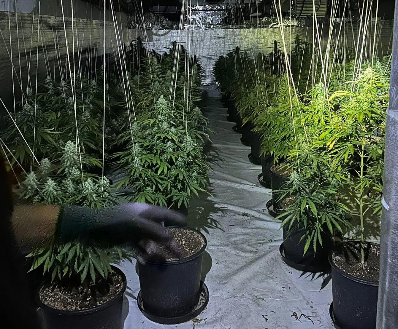 In un capannone anonimo. Irruzione tra la marijuana “Pollici verdi” nel cunicolo