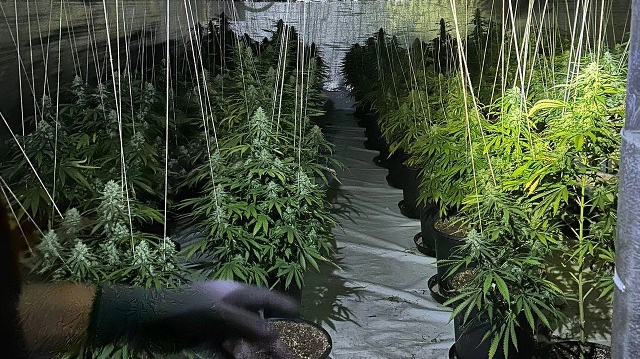 La Polizia locale dell’Unione Nord Lodigiano ha trovato in via delle Industrie 15 chili di droga confezionata e 200 piante di cannabis