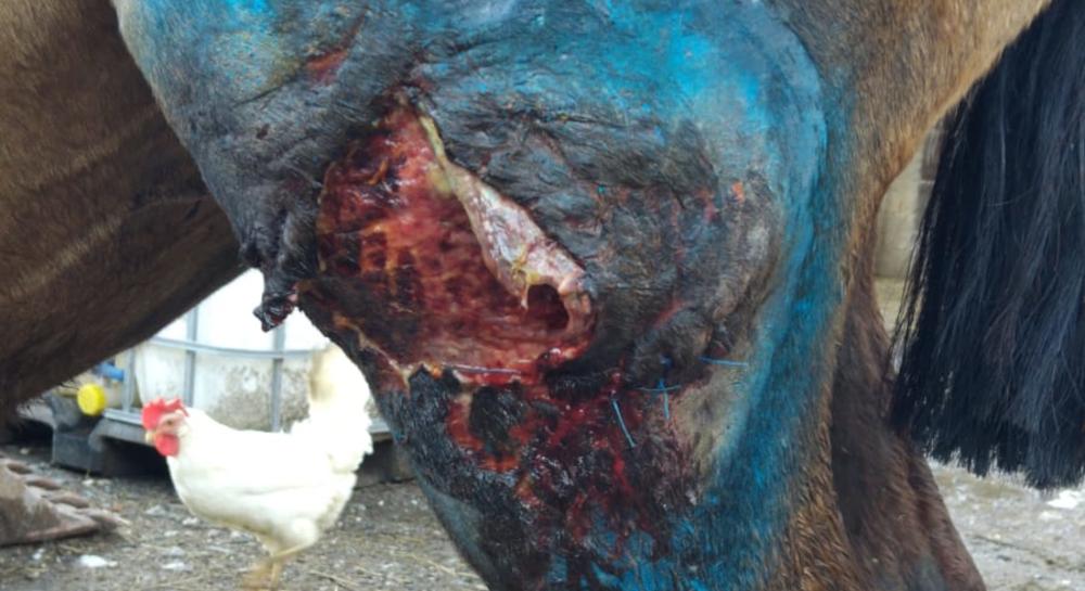 pasturo il racconto di un allevatore un lupo ha attaccato la nostra cavalla incinta un colpo al cuore è una di famiglia 