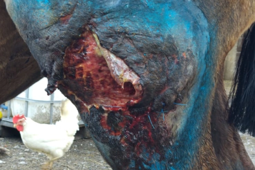 La ferita alla gamba della cavalla