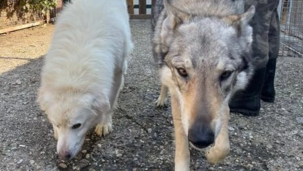 I due cani salvati dalle guardie zoofile Oipa