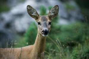 Capriolo, Parco del Ticino Oasi Ca' Granda
