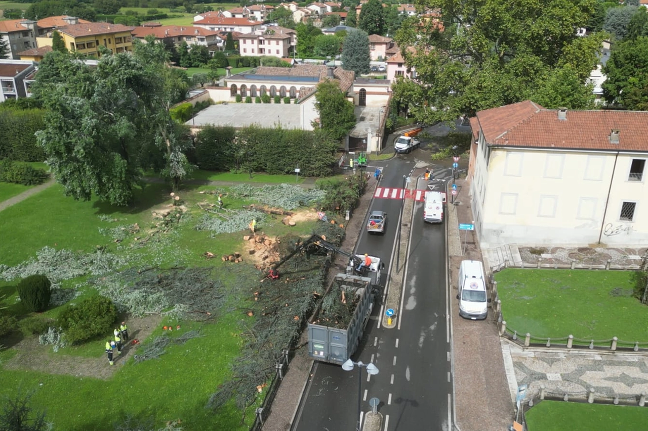 Gli alberi abbattuti a Verderio