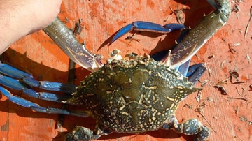 Specie aliene, invasione nel Mediterraneo. Lo scienziato: “Ecco l’altro granchio blu, il nuotatore. Cosa sono gli animali lessepsiani e perché si chiamano così”