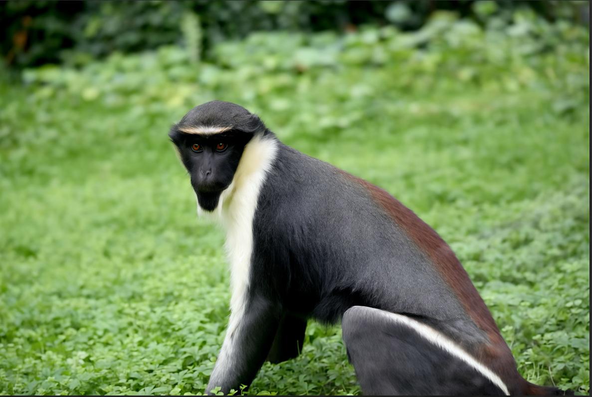 Leone, due cercopitechi, tre struzzi. Nuovi arrivi al Parco Le Cornelle