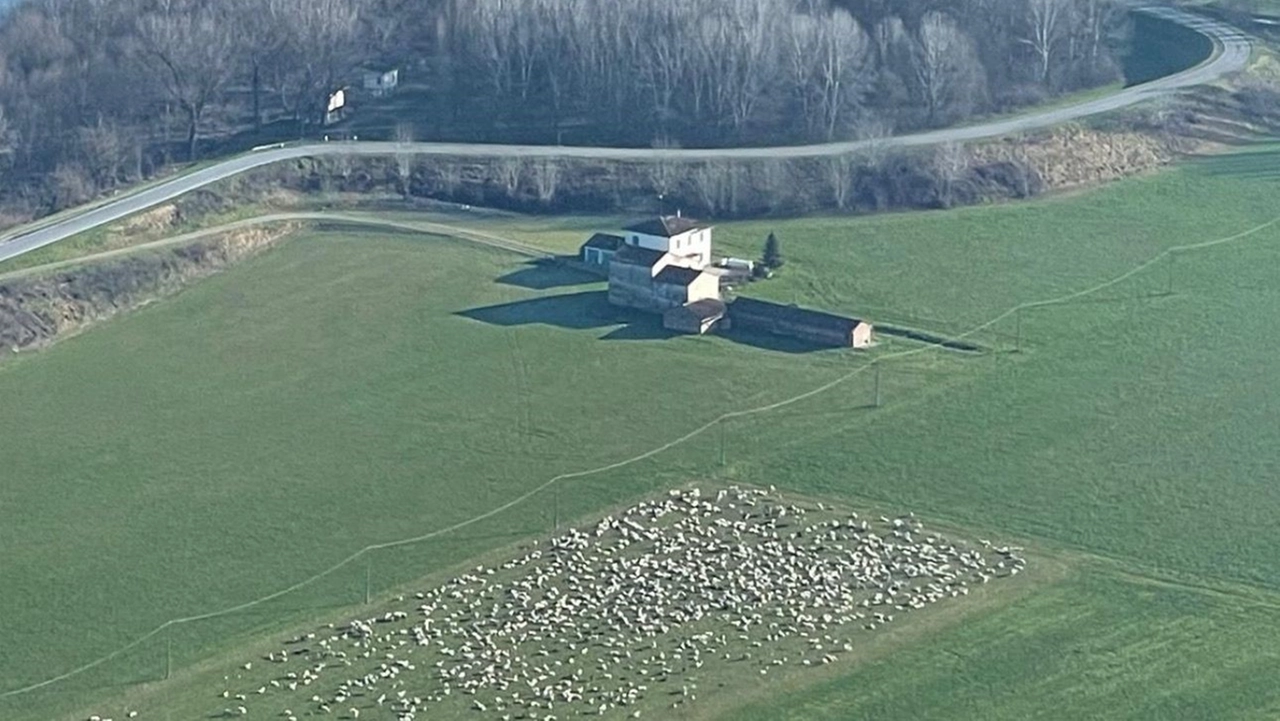 Il gregge dell'uomo arrestato (foto dei carabinieri di Mantova) Il gregge dell'uomo arrestato (foto dei carabinieri di Mantova)