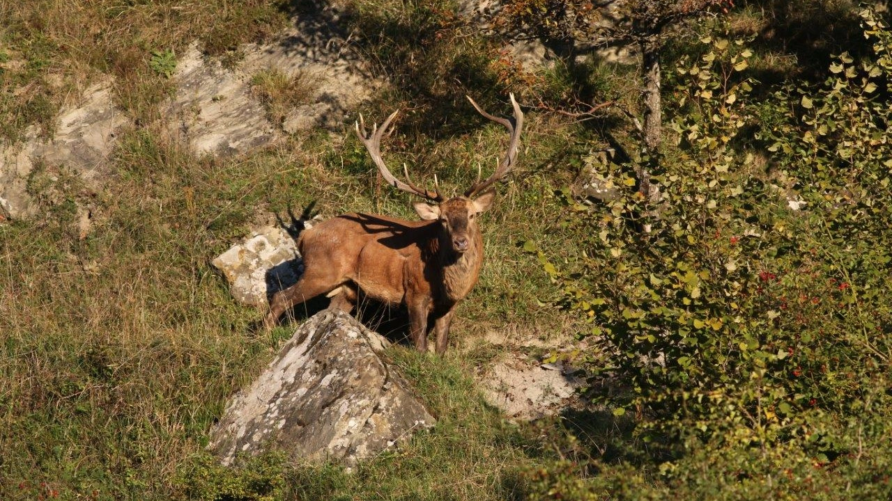 Un cervo Un cervo