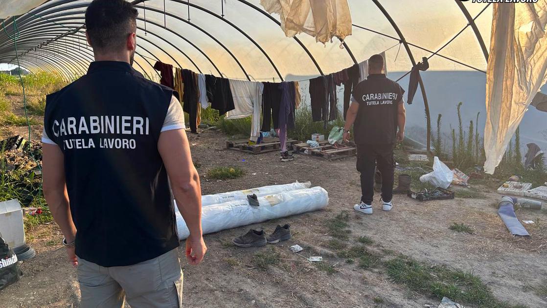 Chiusa un’azienda agricola di Goito: 7 lavoratori in nero nei campi senza orari e regole. Scatta la multa da 37.800 euro