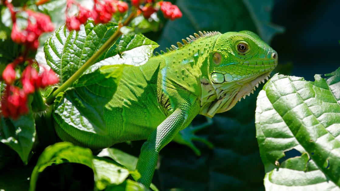 como iguana nel salotto di una casa privata scattano confisca e multa da 40mila euro