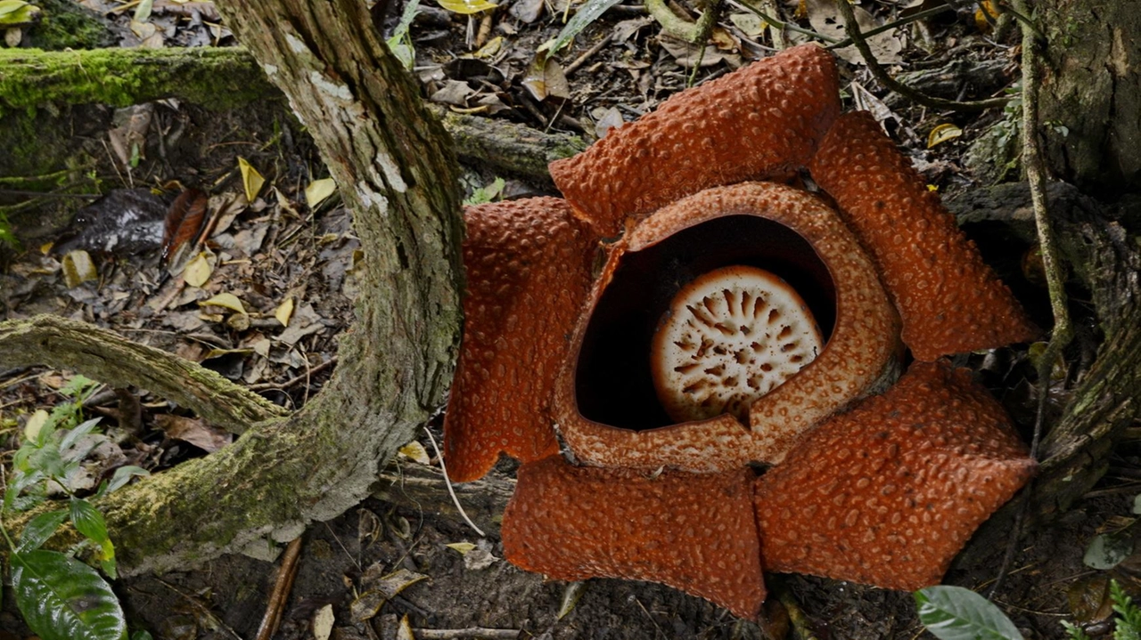 La mostra "Piante guerriere" a Pavia esplora il mondo delle piante che sfidano le aspettative, con esempi di fiori che emettono odori putrescenti per l'impollinazione e piante carnivore che contano per catturare prede. Curata da esperti naturalisti, la mostra offre uno sguardo affascinante sulla biologia vegetale. La mostra "Piante guerriere" a Pavia esplora il mondo delle piante che sfidano le aspettative, con esempi di fiori che emettono odori putrescenti per l'impollinazione e piante carnivore che contano per catturare prede. Curata da esperti naturalisti, la mostra offre uno sguardo affascinante sulla biologia vegetale.