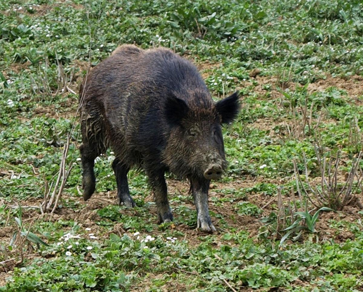 Gargnano, caccia ai cinghiali con una gabbia vietata: denunciato bracconiere Gargnano, caccia ai cinghiali con una gabbia vietata: denunciato bracconiere