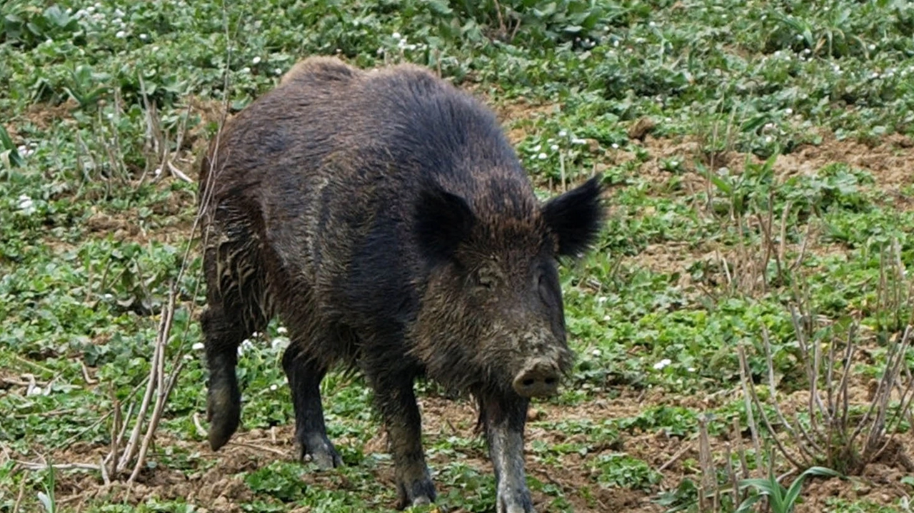 Un cinghiale Un cinghiale