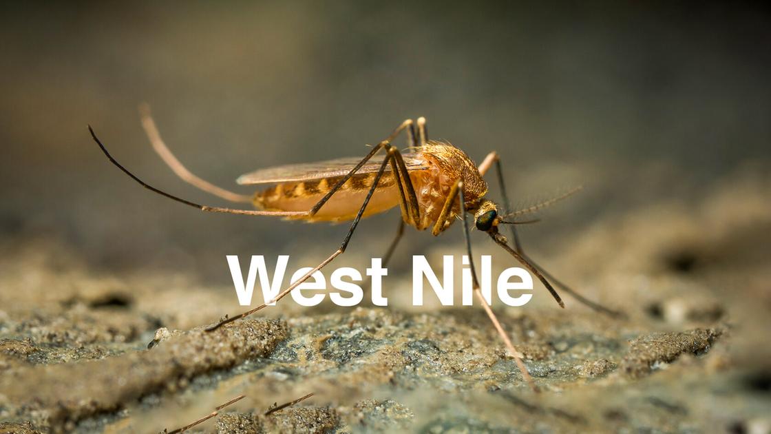 west nile in lombardia limitate le donazioni di sangue in 6 province tra cui milano come si trasmette