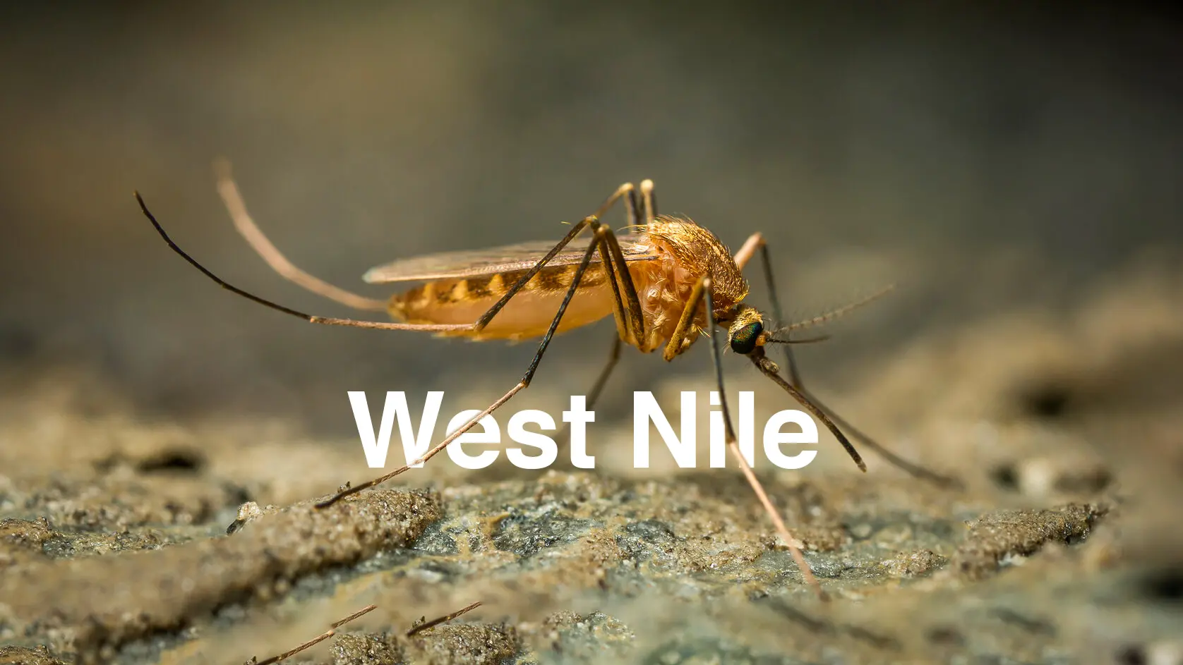West Nile in Lombardia, limitate le donazioni di sangue in 6 province (tra cui Milano): come si trasmette