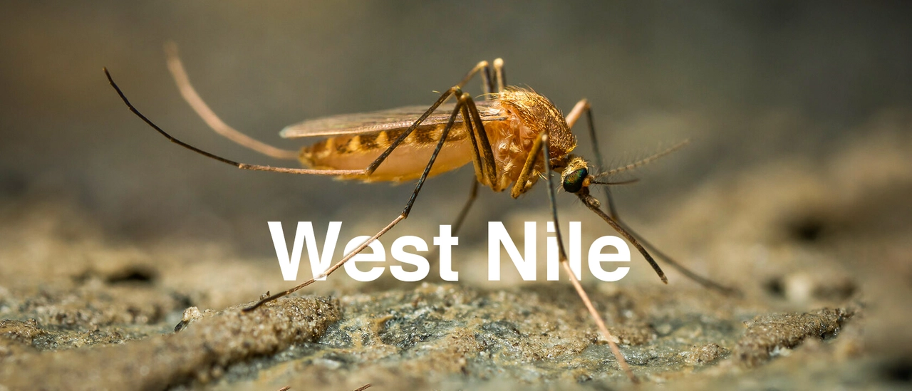 West Nile in Lombardia, limitate le donazioni di sangue in 6 province (tra cui Milano): come si trasmette