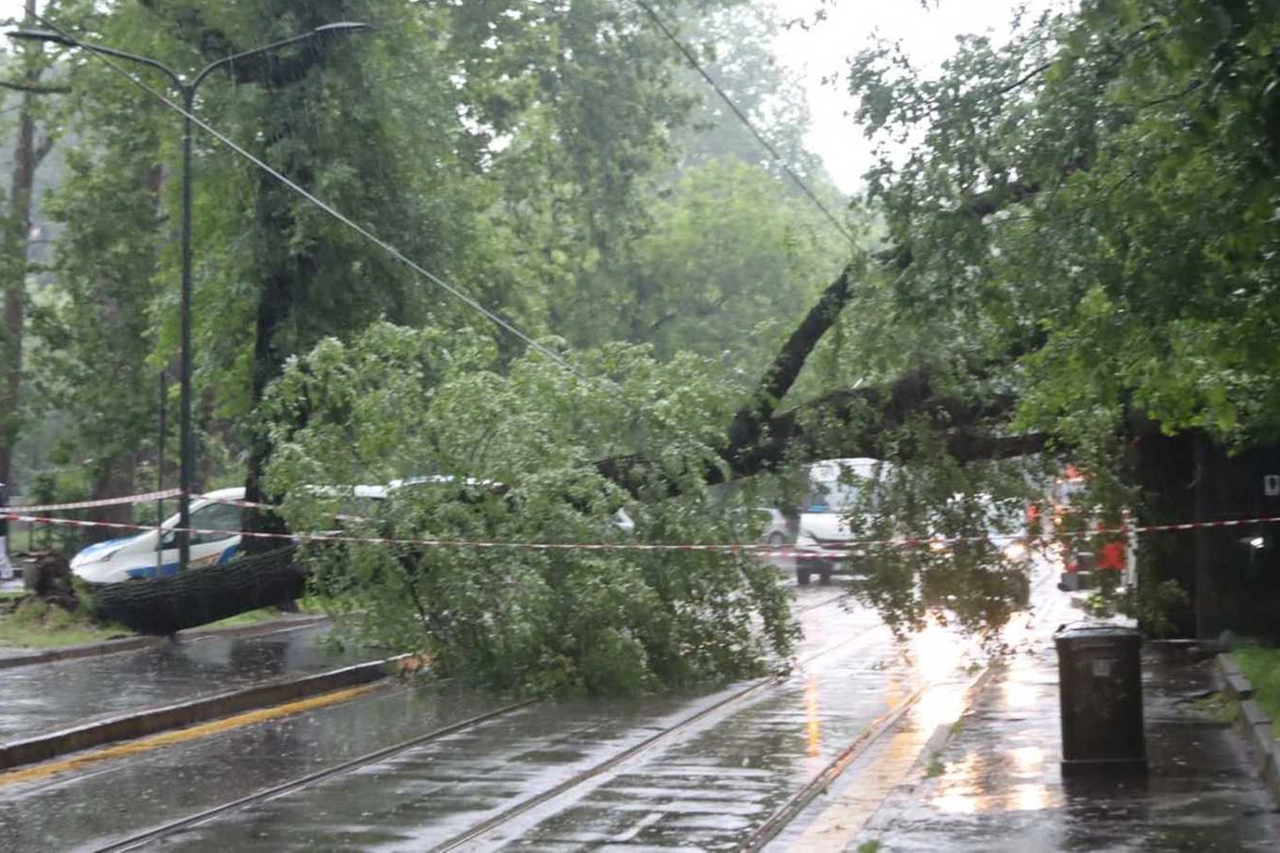 L'albero caduto in via Solari il 16 maggio scorso