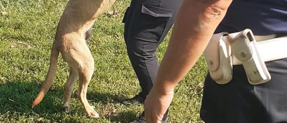 Legato a un albero senz’acqua né cibo. Cucciolone salvato dalla polizia locale
