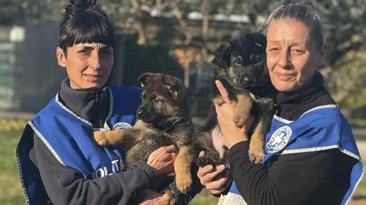 Pitbull e pastori tedeschi abbandonati negli ultimi mesi sulle strade della Brianza Pitbull e pastori tedeschi abbandonati negli ultimi mesi sulle strade della Brianza