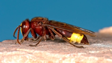 Vespa Orientalis trovata in Germania: che cosa significa