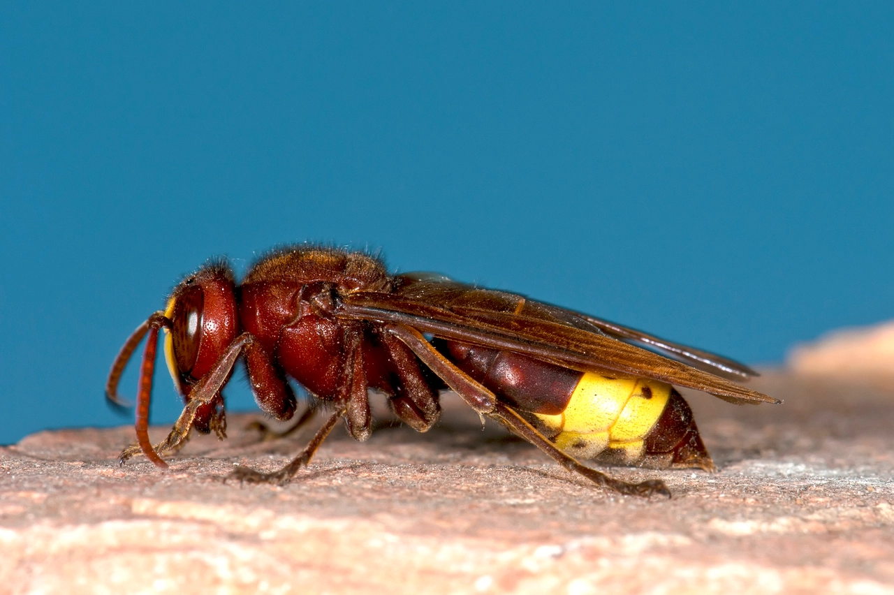 Un esemplare di Vespa orientalis