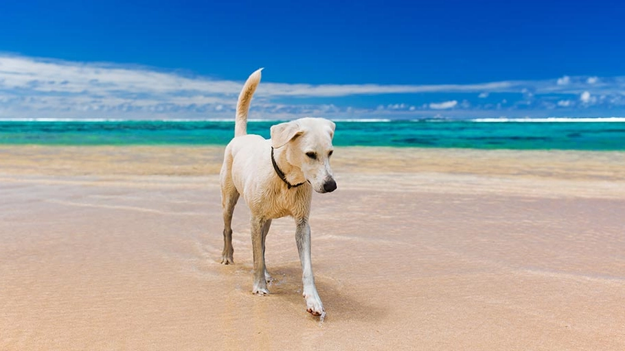 La sabbia e l'acqua marina tra i rischi per i cani d'estate