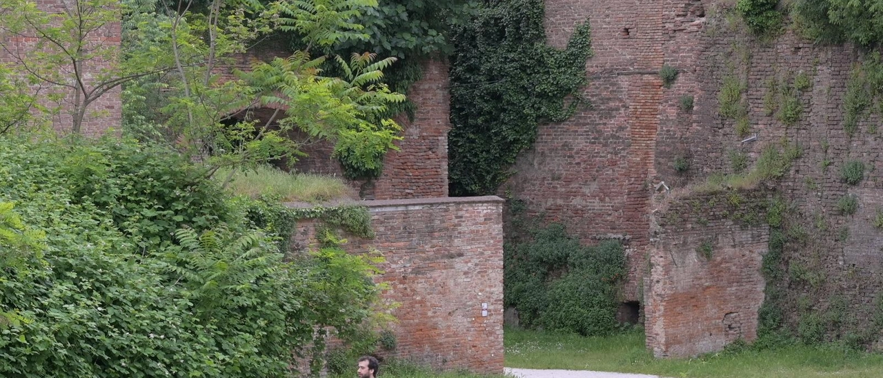 La vegetazione è invasiva. Castello "soffocato" . Maxi abbattimenti al via