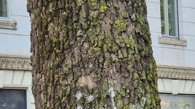 Minoletti, del Coordinamento comitati milanesi, monitora i tronchi presi di mira "Lo spray sparisce solo al ricambio di corteccia o con il muschio. È nocivo" . Minoletti, del Coordinamento comitati milanesi, monitora i tronchi presi di mira "Lo spray sparisce solo al ricambio di corteccia o con il muschio. È nocivo" .
