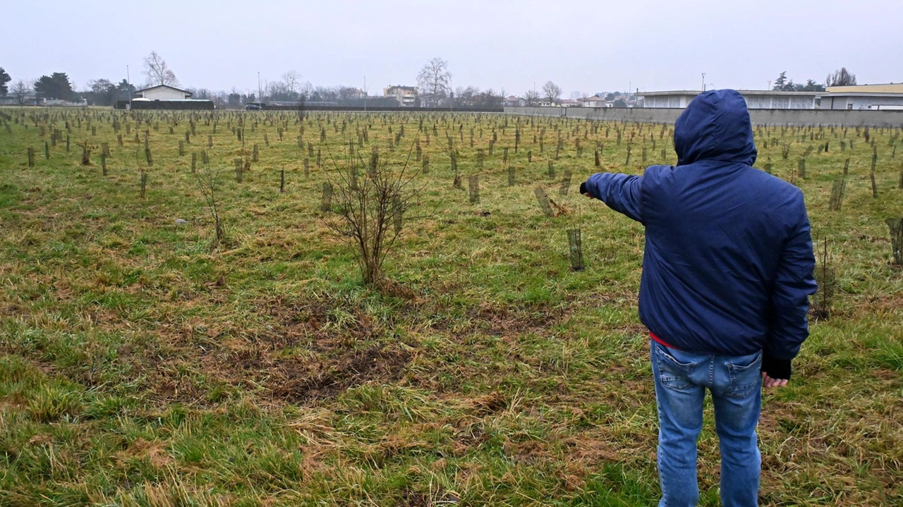Uno dei terreni su cui si è svolto il progetto ForestaMi di Città metropolitana A Canegrate la maggior parte delle piantine non ha attecchito ed è morta Uno dei terreni su cui si è svolto il progetto ForestaMi di Città metropolitana A Canegrate la maggior parte delle piantine non ha attecchito ed è morta