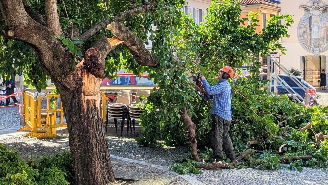Cernusco, in rivolta per il gelso: la pianta simbolo della città sarà abbattuta Cernusco, in rivolta per il gelso: la pianta simbolo della città sarà abbattuta