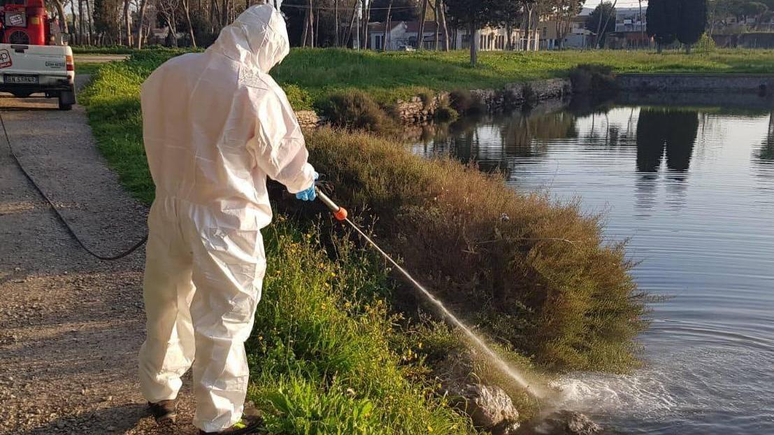 pavia potenziati gli interventi contro le zanzare