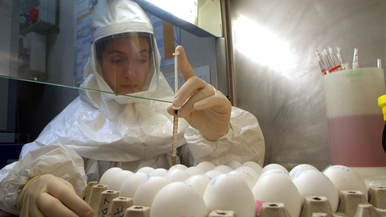 Aviaria, esami scientifici sul virus (Ansa) Aviaria, esami scientifici sul virus (Ansa)