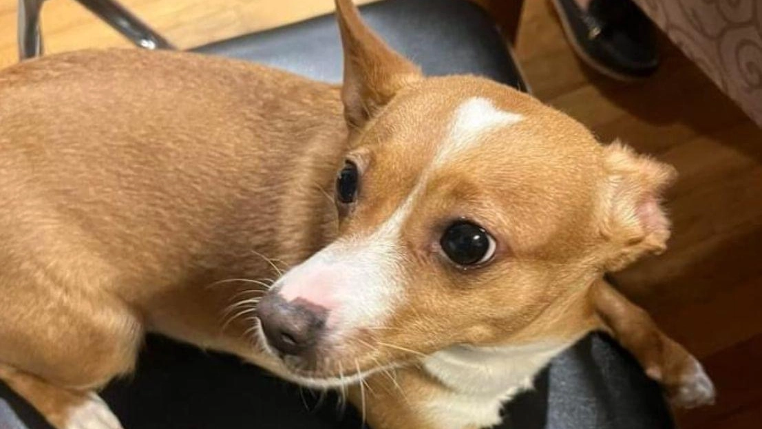 Guendalina la cagnolina meticcia di 5 anni sparita dopo il raid dei ladri Guendalina la cagnolina meticcia di 5 anni sparita dopo il raid dei ladri