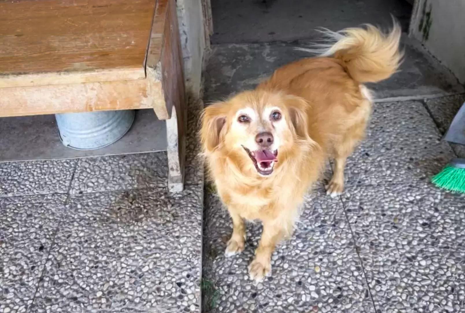 Ciserano, va via di casa e abbandona i cani per giorni sotto il sole: salvati dalla Polizia locale Ciserano, va via di casa e abbandona i cani per giorni sotto il sole: salvati dalla Polizia locale
