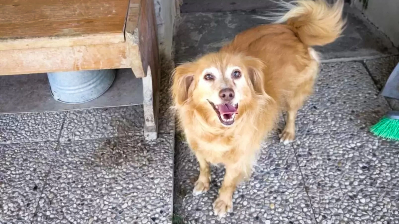 Uno dei cani salvati a Ciserano Uno dei cani salvati a Ciserano