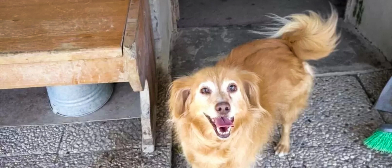 Ciserano, va via di casa e abbandona i cani per giorni sotto il sole: salvati dalla Polizia locale