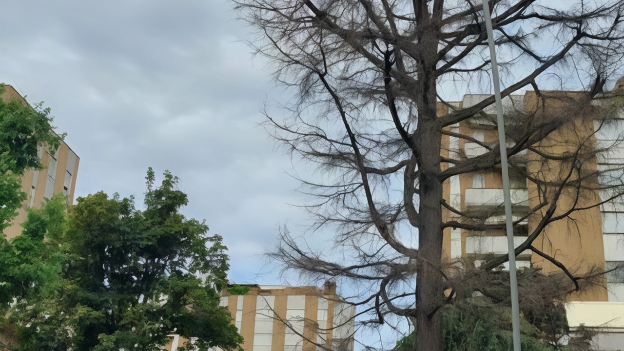 Il taglio del cedro malato prevede l’uso di una piattaforma aerea e successivamente di un autocarro