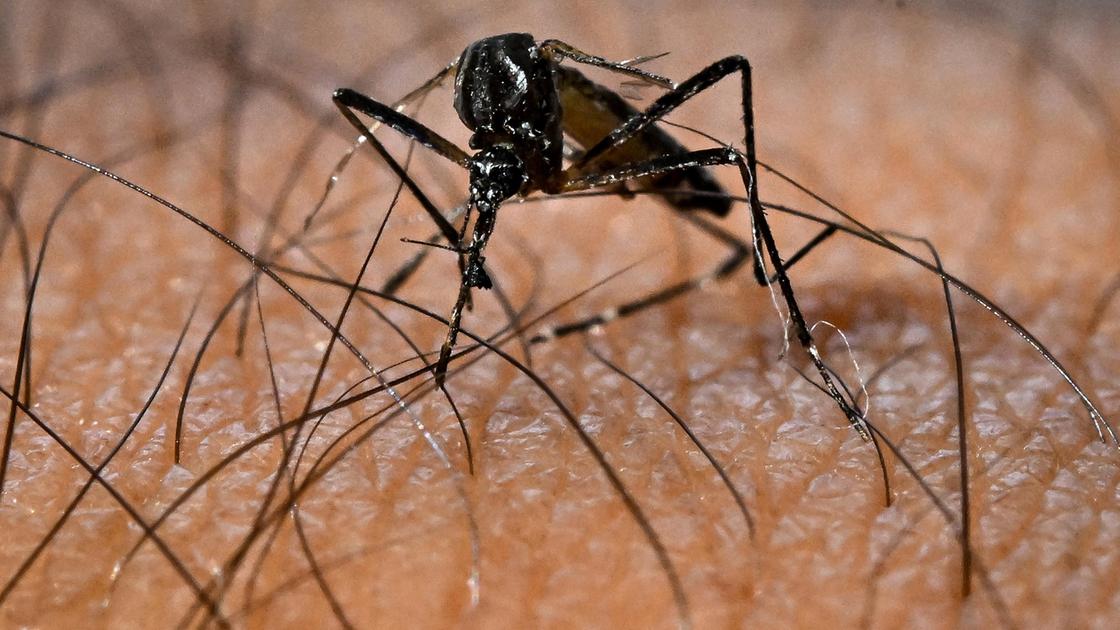 Caso di Febbre Dengue a Brescia: al via 3 giorni di disinfestazione in 5 vie: quali sono, cosa fare, numeri utili Caso di Febbre Dengue a Brescia: al via 3 giorni di disinfestazione in 5 vie: quali sono, cosa fare, numeri utili