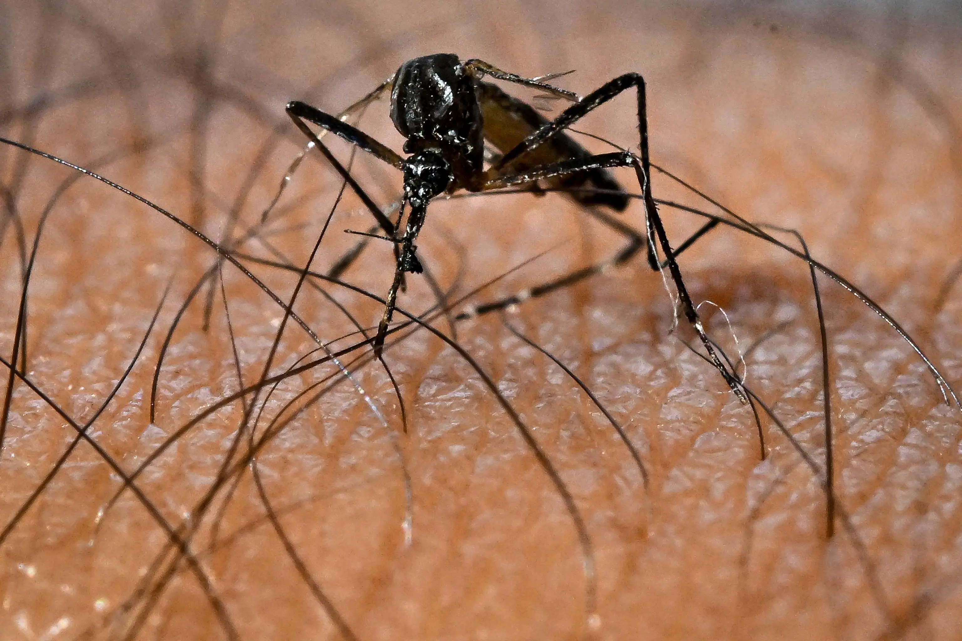 Caso di Febbre Dengue a Brescia: al via 3 giorni di disinfestazione in 5 vie: quali sono, cosa fare, numeri utili