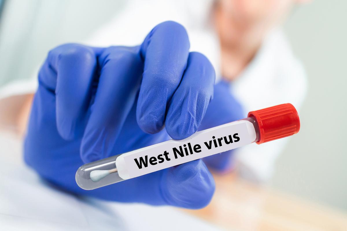 West Nile, prima vittima in Lombardia: un 90enne di Paderno Dugnano. Già malato, ricoverato da sei giorni