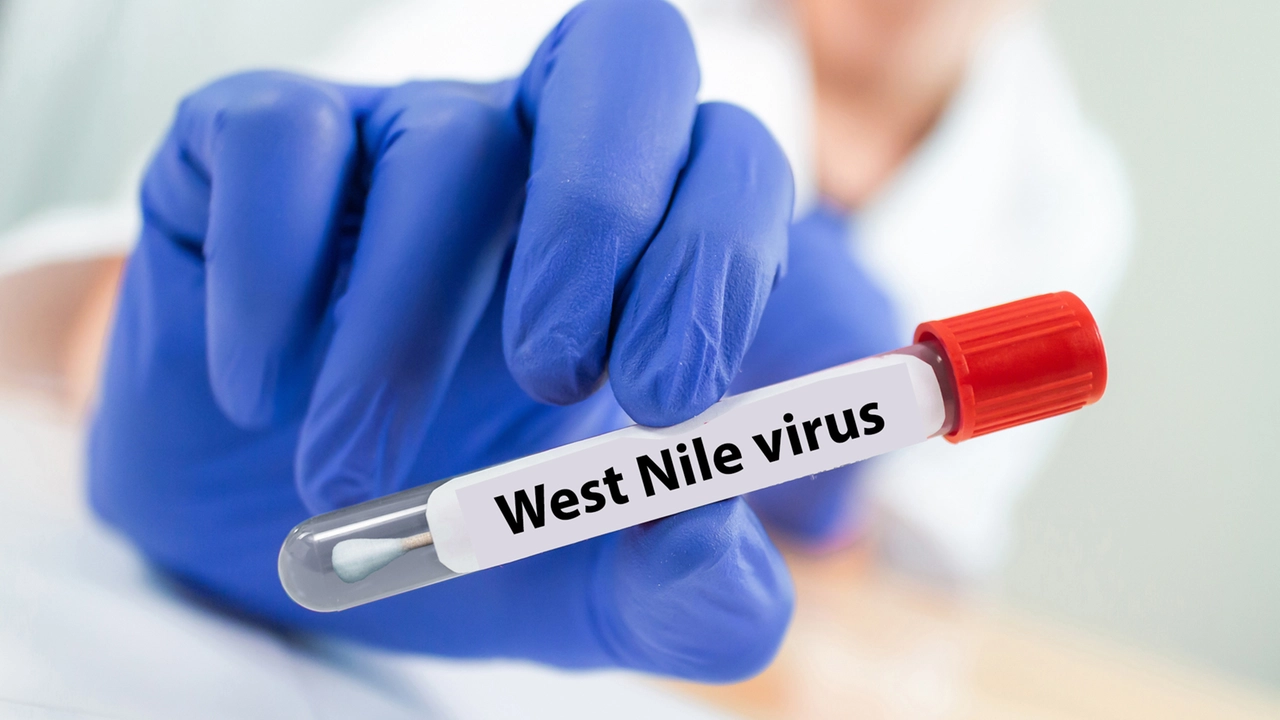 Il virus del West Nile in una provetta nel laboratorio per studiarlo