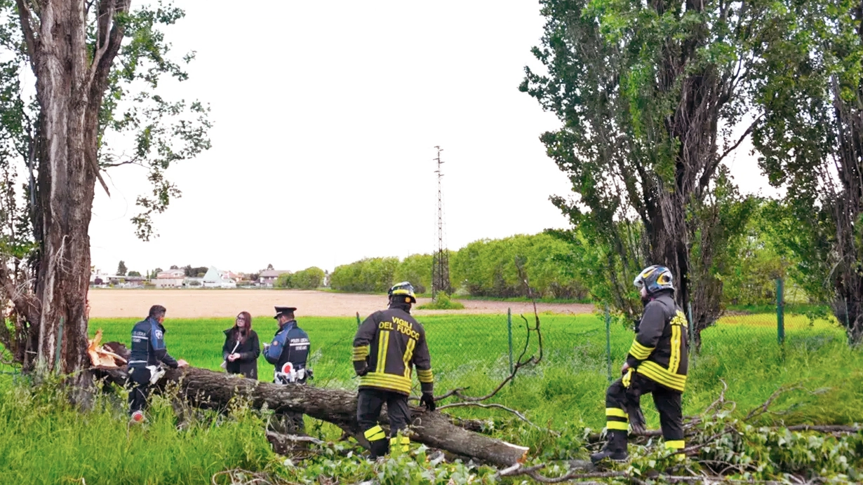 Vigili del fuoco e carabinieri sul luogo dov'è caduto l'albero