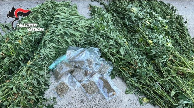 Piante di canapa indiana e marijuana sequestrate dai carabinieri di Cremona Piante di canapa indiana e marijuana sequestrate dai carabinieri di Cremona