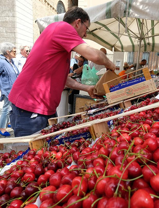 La tradizione costa cara. La festa di San Gerardo e le ciliegie a peso d’oro La tradizione costa cara. La festa di San Gerardo e le ciliegie a peso d’oro